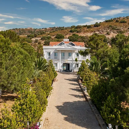 Beyaz Inci Palamutbuku