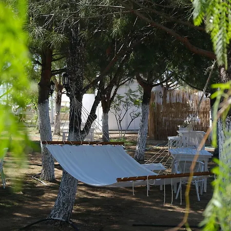 Beyaz Inci * פלמוטבוקו